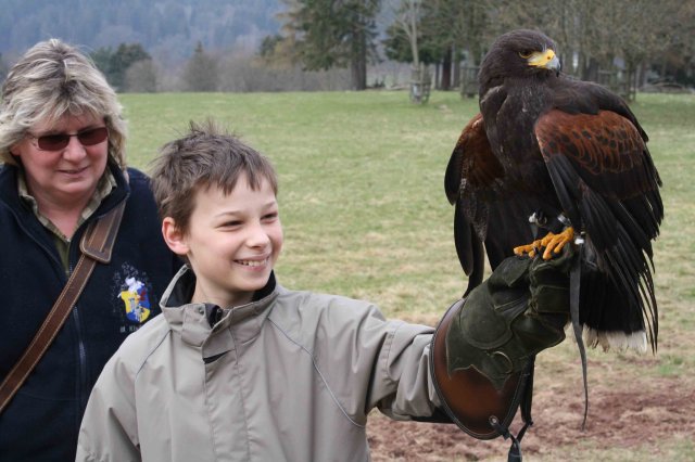 Daniel_mit_Wuestenbussard_4412_Solling_Vogler_Region