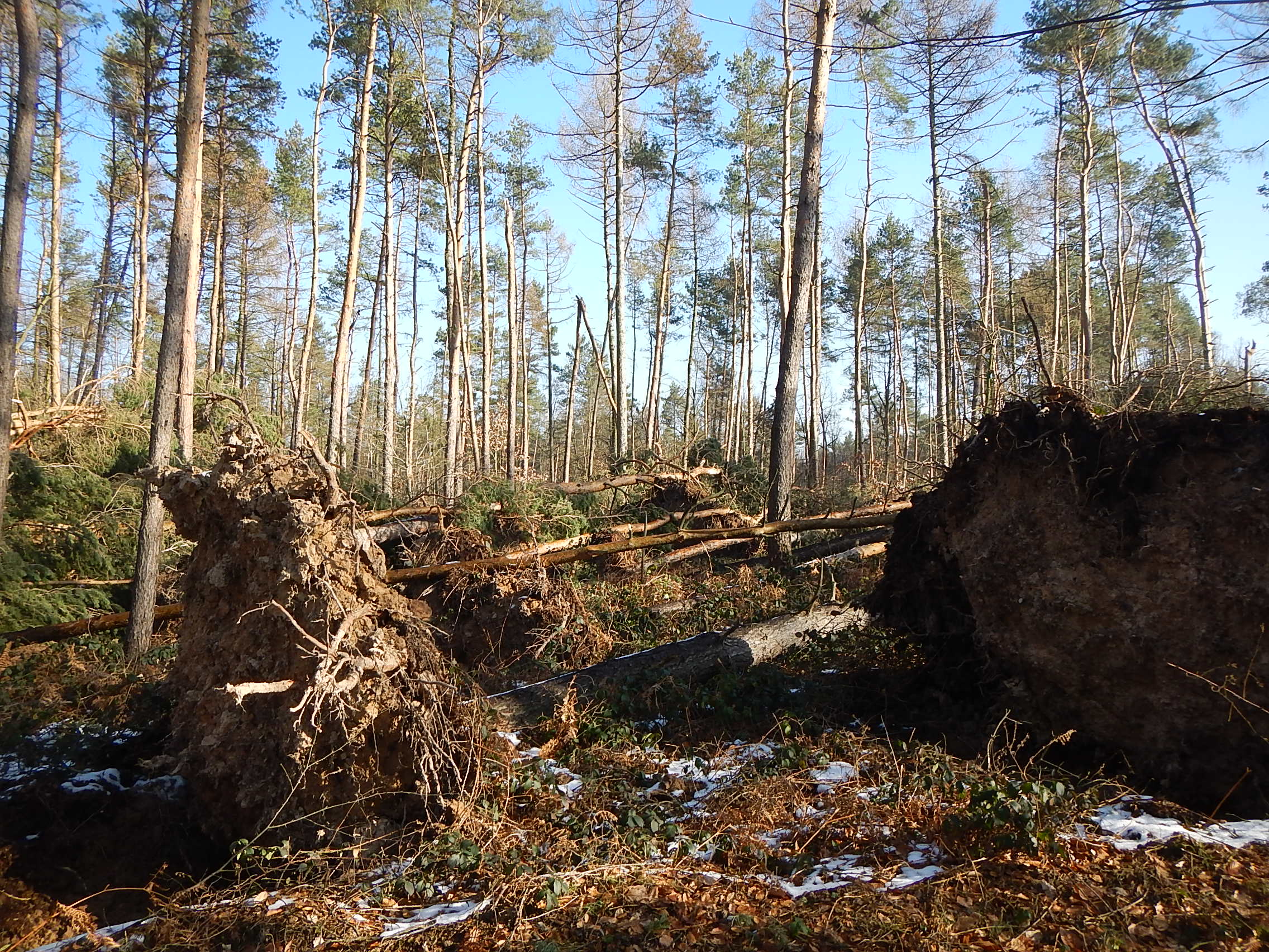 Eindrücke – Sturmschäden im Wermsdorfer Wald  und erste Aufräumarbeiten (Foto: Uwe Lange)