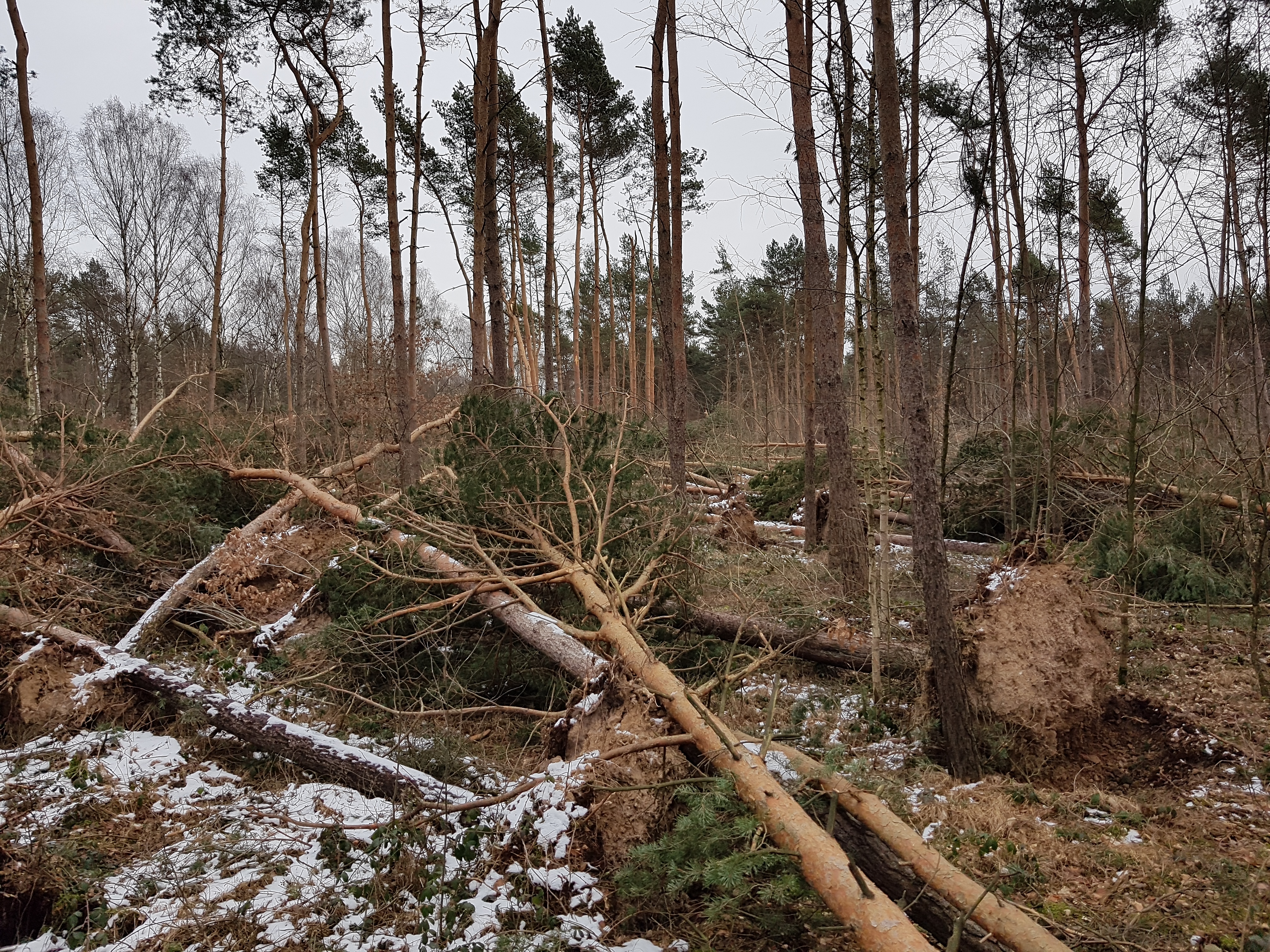 Eindrücke – Sturmschäden im Wermsdorfer Wald  und erste Aufräumarbeiten (Foto: Matthias Stahn)