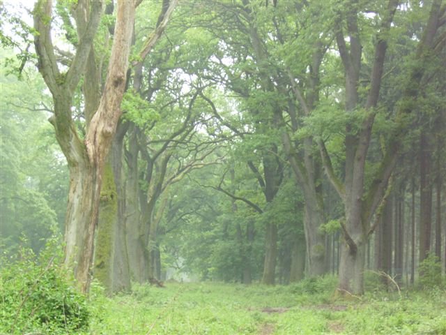 1_a_Allee_Eichen_Totholz_Dueker_NLF
