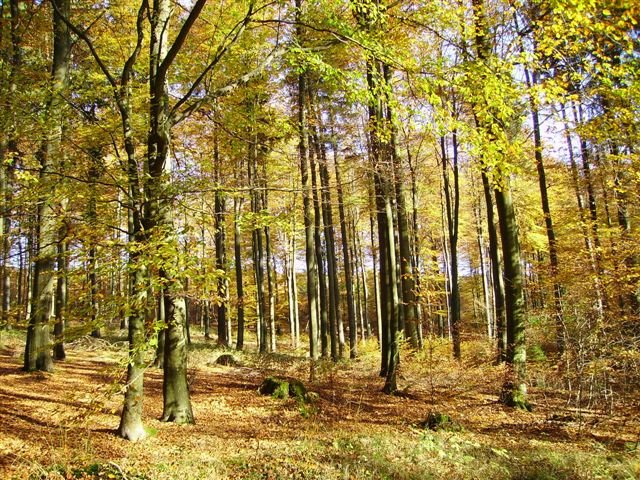 1_a_Herbstlicher_Buchenwald_Dueker_NLF